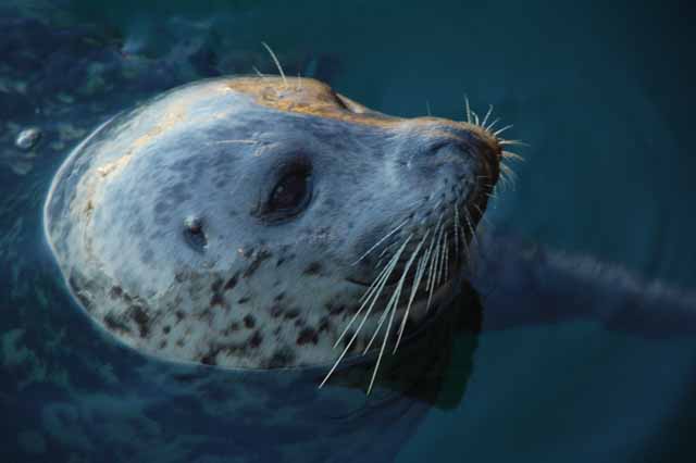 harbor seal